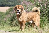 DOGUE DU TIBET 038